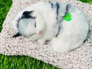 plush cat toy with real meow sound (white & grey)
